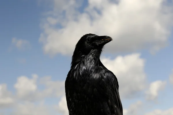 Raven — Stock Photo, Image