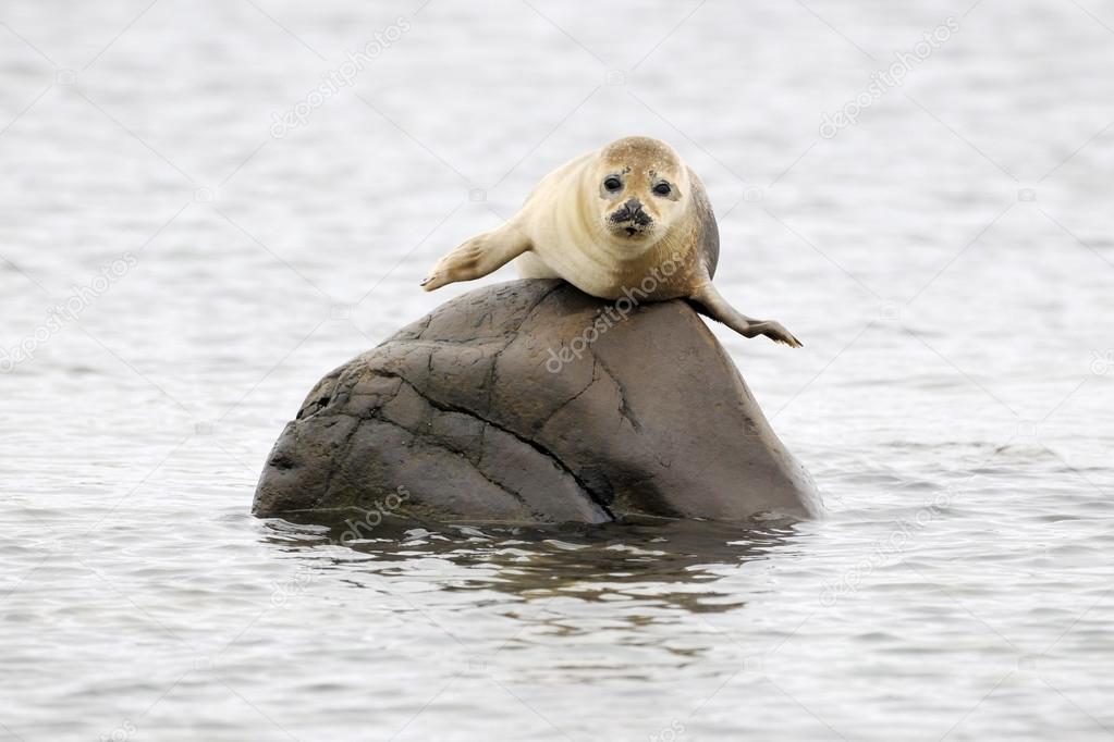 Harbor Seal