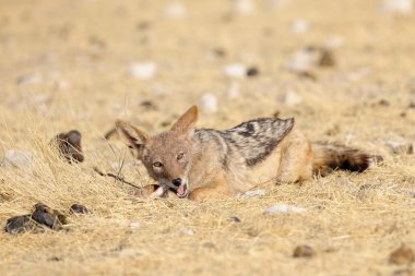 siyah yedeklenmiş çakal