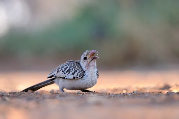 Damara Hornbill — Zdjęcie stockowe