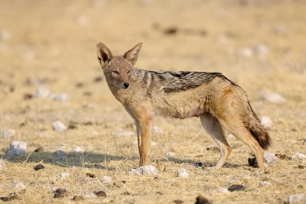 Black Backed Jackal — Stock Photo, Image