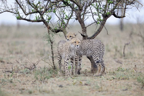 Gepard — Stock fotografie