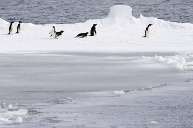 Adelie penguins on pack ice. clipart