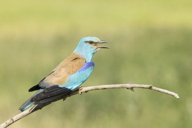 bir dal üzerinde tünemiş Avrupa silindiri (coracias garrulus)