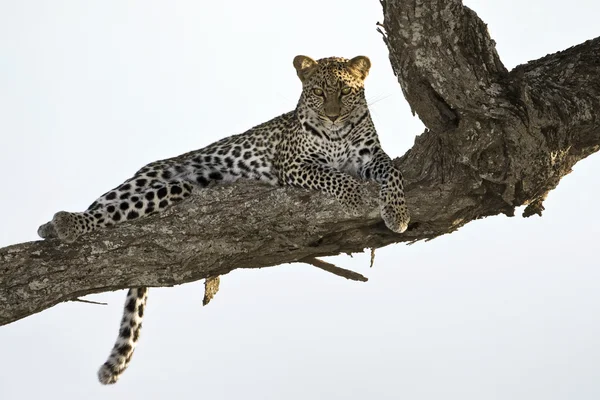 Leopard liggen in boom — Stockfoto