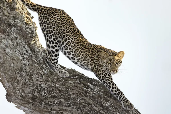Леопард, растянувшийся на дереве — стоковое фото