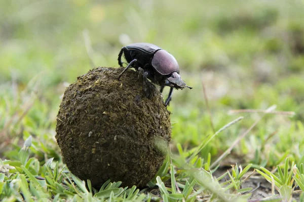 Dung Beetle on top of a ball of droppings. — Stock Photo, Image