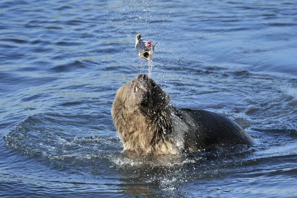 Oso pardo (Ursus arctos) jugando con peces en el agua — Foto de Stock