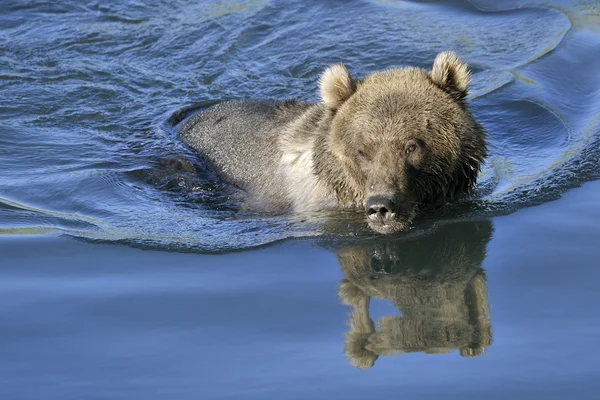 Гризли медведь плавает в воде с отражением . — стоковое фото