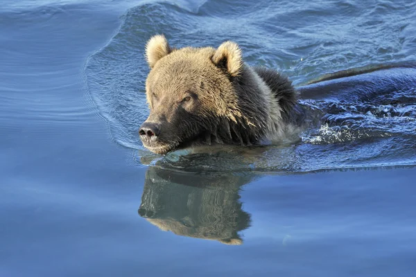 Grizzly Bear Stock Photo AndreAnita 27622167 grizzly-bear-stock-photo-andreanita-27622167