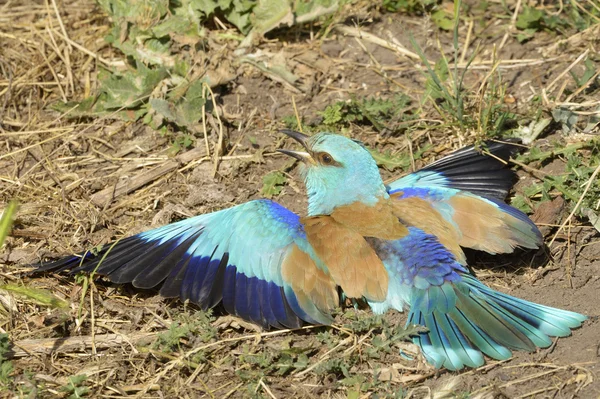 Европейский ролик (Coracias garrulus), принимающий ванну из песка — стоковое фото