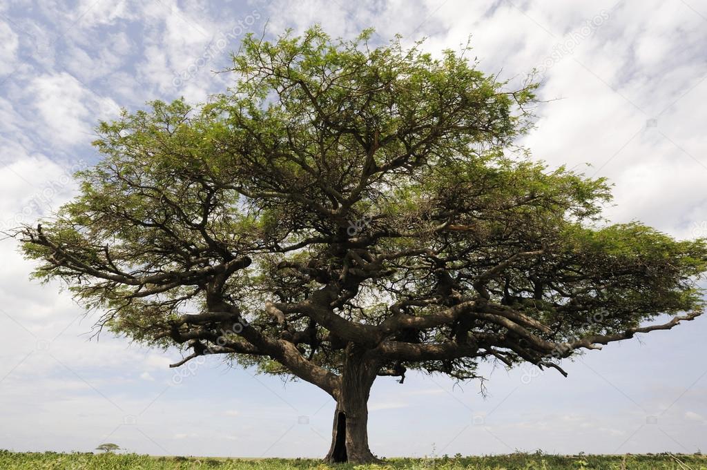Acacia tree in African savannah