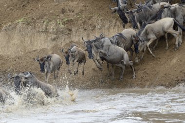 Mavi wildebeest (Connochaetes taurinus)