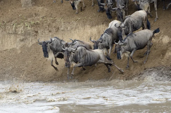 Blaugnu (connochaetes taurinus)) — Stockfoto