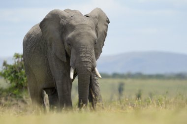 Afrika fili (Loxodonta africana)