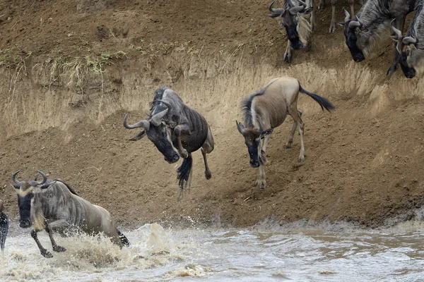 Mavi wildebeest (Connochaetes taurinus) — Stok fotoğraf