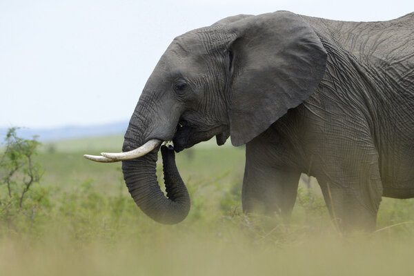 Elephant foraging on savanna.