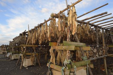 Fish hanging to dry on wooden construction. clipart