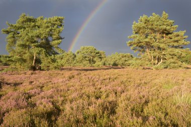 heather (calluna vulgaris) ve rainbow ile yağmur fırtınası ile peyzaj.