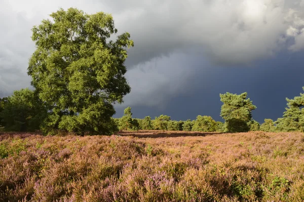 Landscape with heather (Calluna vulgaris) and rainstorm with rainbow. — Stock Photo, Image