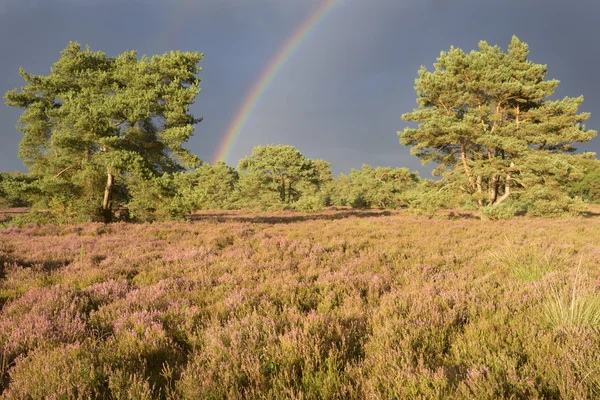 Paesaggio con erica (Calluna vulgaris) e temporale con arcobaleno . — Foto Stock
