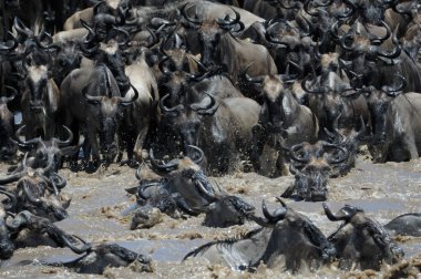 Wildebeest crossing the Mara river clipart