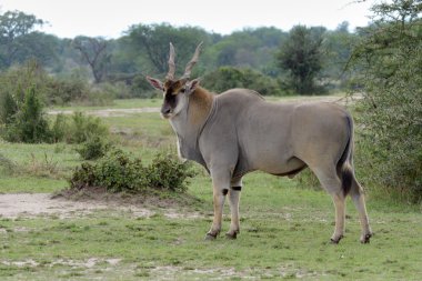 Doğu Afrika eland.