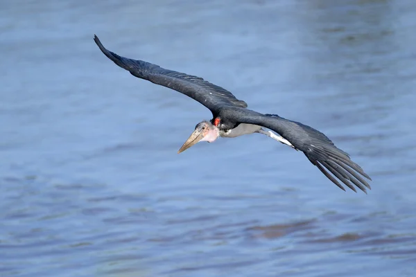 Marabou in flight — Stock Photo, Image