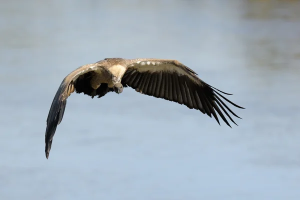 African White-backed Vulture — Stock Photo, Image