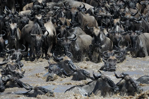 Mara nehri geçerken wildebeest — Stok fotoğraf