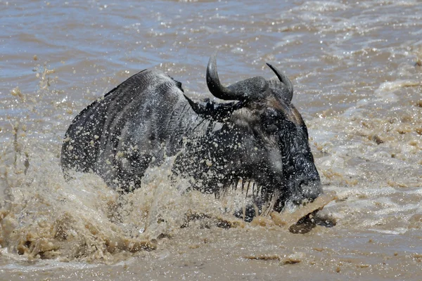 Wildebeest cruzando el río Mara — Foto de Stock