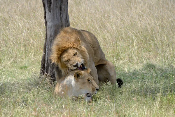 Coppia di leoni accoppiamento . — Foto Stock