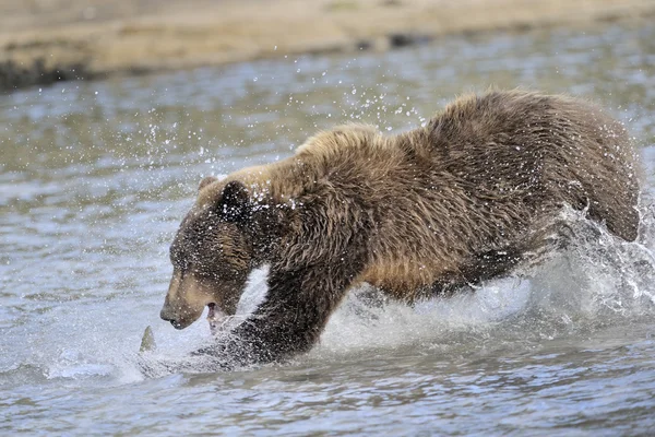 Grizzly bear — Stockfoto