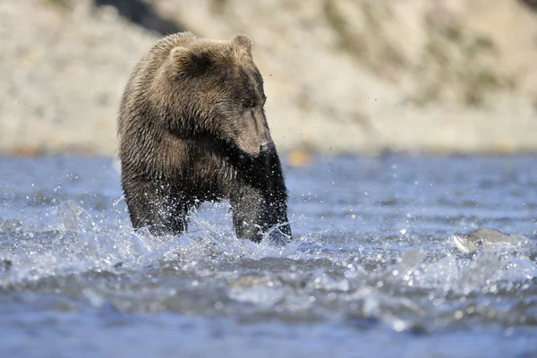 Grizzly bear — Stockfoto