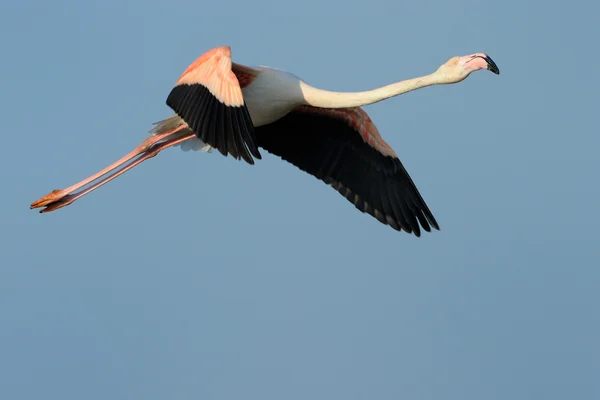 Großer Flamingo — Stockfoto