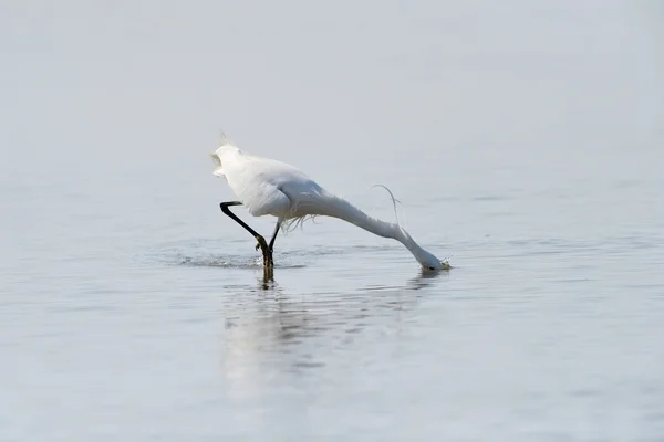 Büyük beyaz balıkçıl — Stok fotoğraf