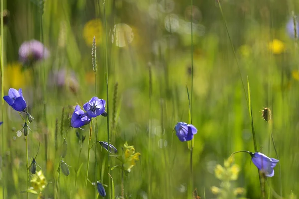 Harebell (Campanula rotundifolia) — Stockfoto