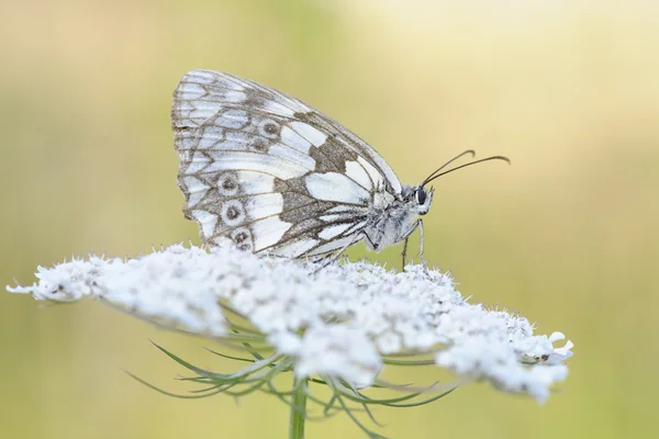 Papillon blanc marbré gros plan . — Photo