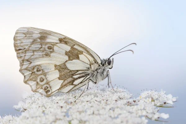 Mramorový bílý motýl zblízka. — Stock fotografie