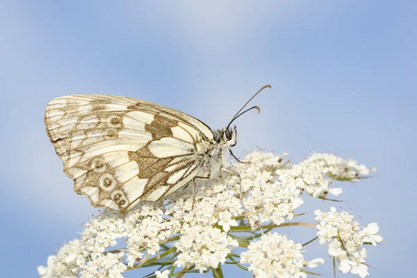 Marmurowy biały motyl z bliska. — Zdjęcie stockowe