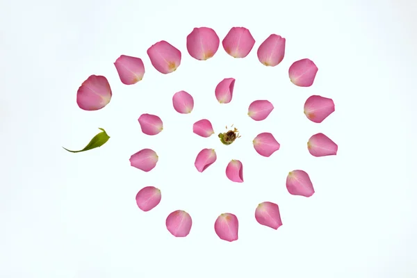 Spacciatori di rose — Foto Stock