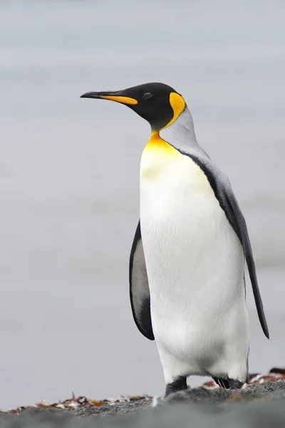 Pingüino rey (Aptenodytes patagonicus ) —  Fotos de Stock