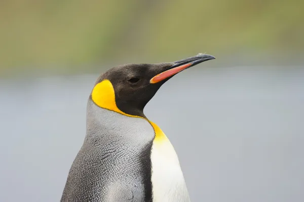 Rei Pinguim (Aptenodytes patagonicus ) — Fotografia de Stock