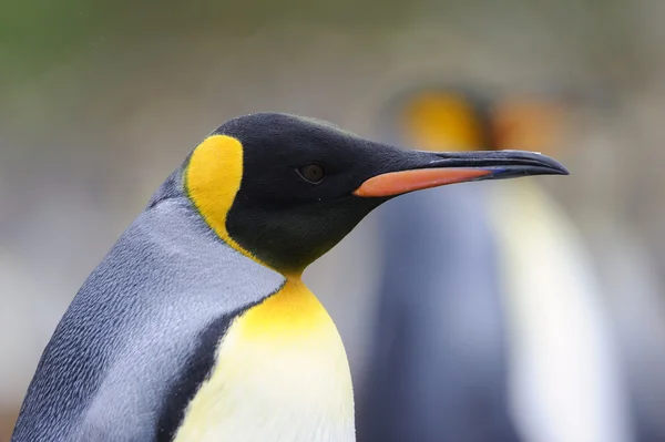 킹 펭귄 (Aptenodytes patagonicus) — 스톡 사진