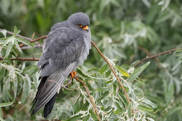Röd-footed falcon (falco vespertinus) — Stockfoto