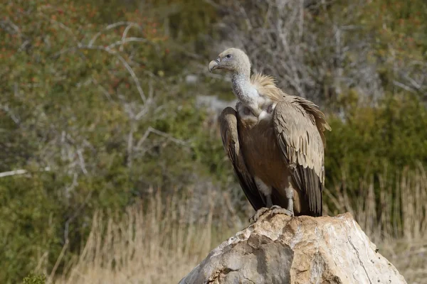 Griffon gam — Stockfoto