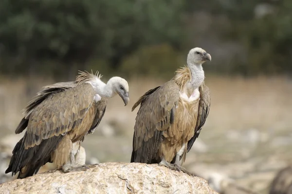 Griffon vulture — Stock Photo, Image