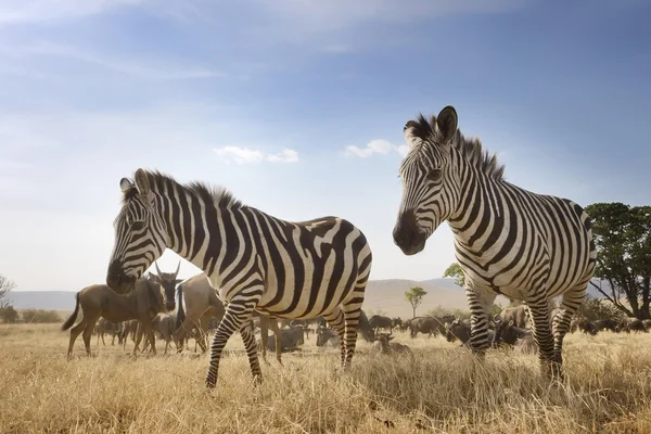 Zebra, pandangan sudut rendah — Stok Foto