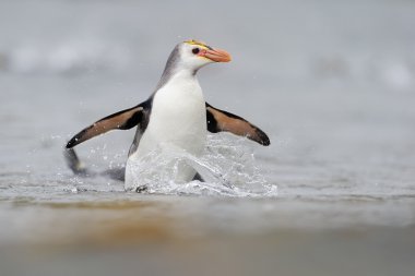 Royal Penguin (Eudyptes schlegeli) clipart