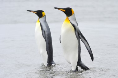Kral penguen (Aptenodytes patagonicus)
